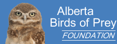 Alberta Birds of Prey