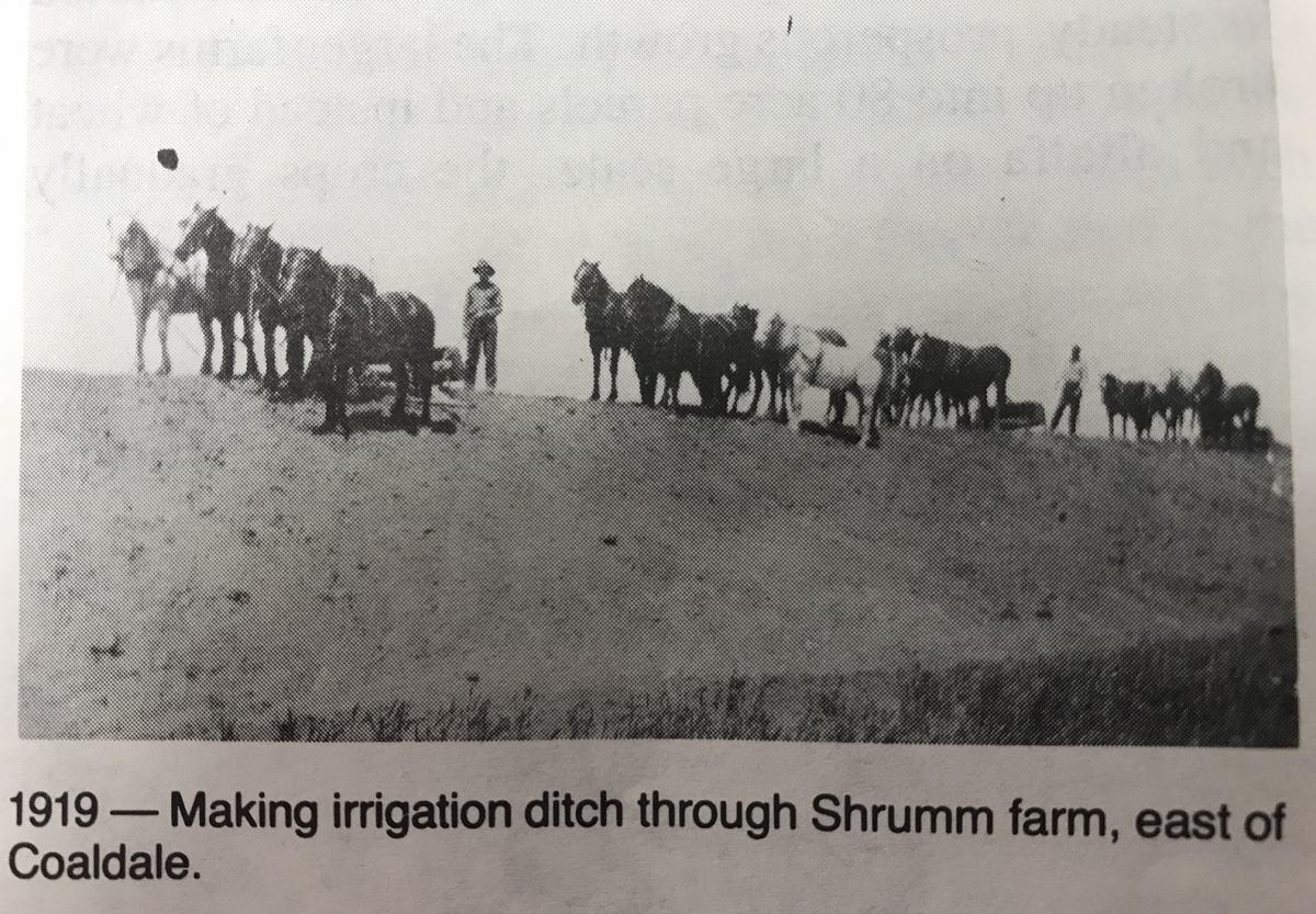 Using horses to dig irrigation ditch