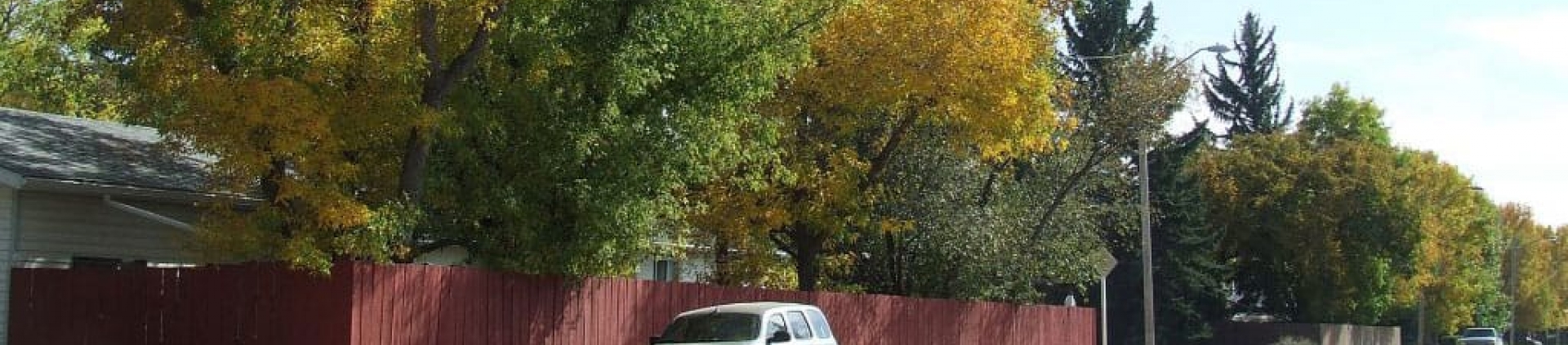 Tree Maintenance