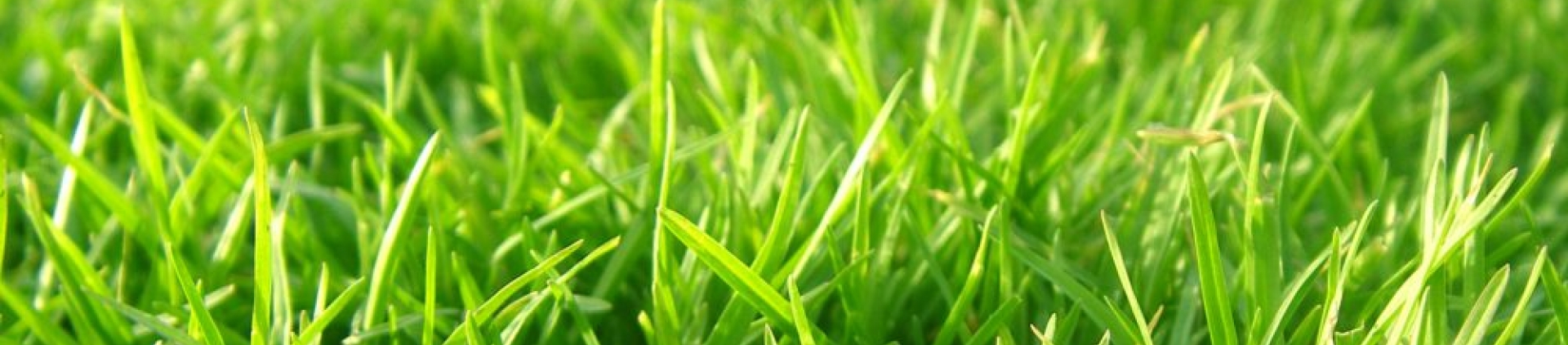 Grass