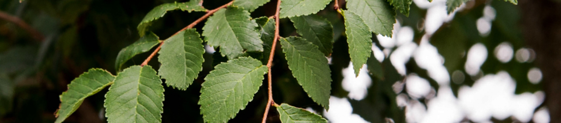 Elm Tree